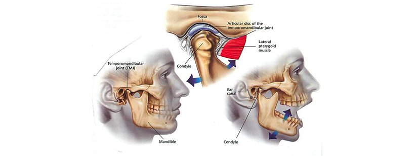 Jaw and Temporomandibular Joint: Anatomy