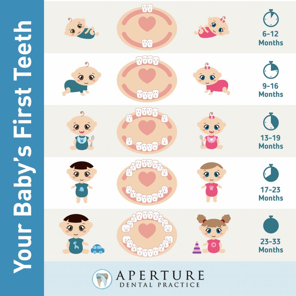 Your Baby's First Teeth Chart Aperture Dental