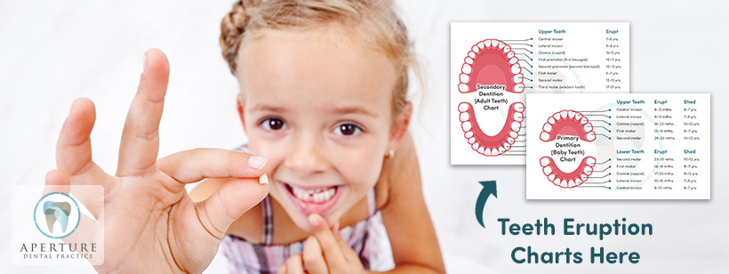 Read more about the article When do Our Kids’ Teeth Fall Out, and Grow Into Place?