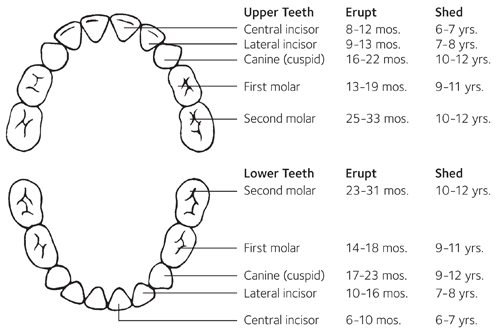 Primary Dentition (Baby Teeth) Chart